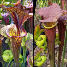 Load image into Gallery viewer, Seed mix #64 Flava Mega Mix.  Approximately 175 seeds!