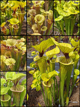 Load image into Gallery viewer, Sarracenia flava var. ornata pitcher plant
