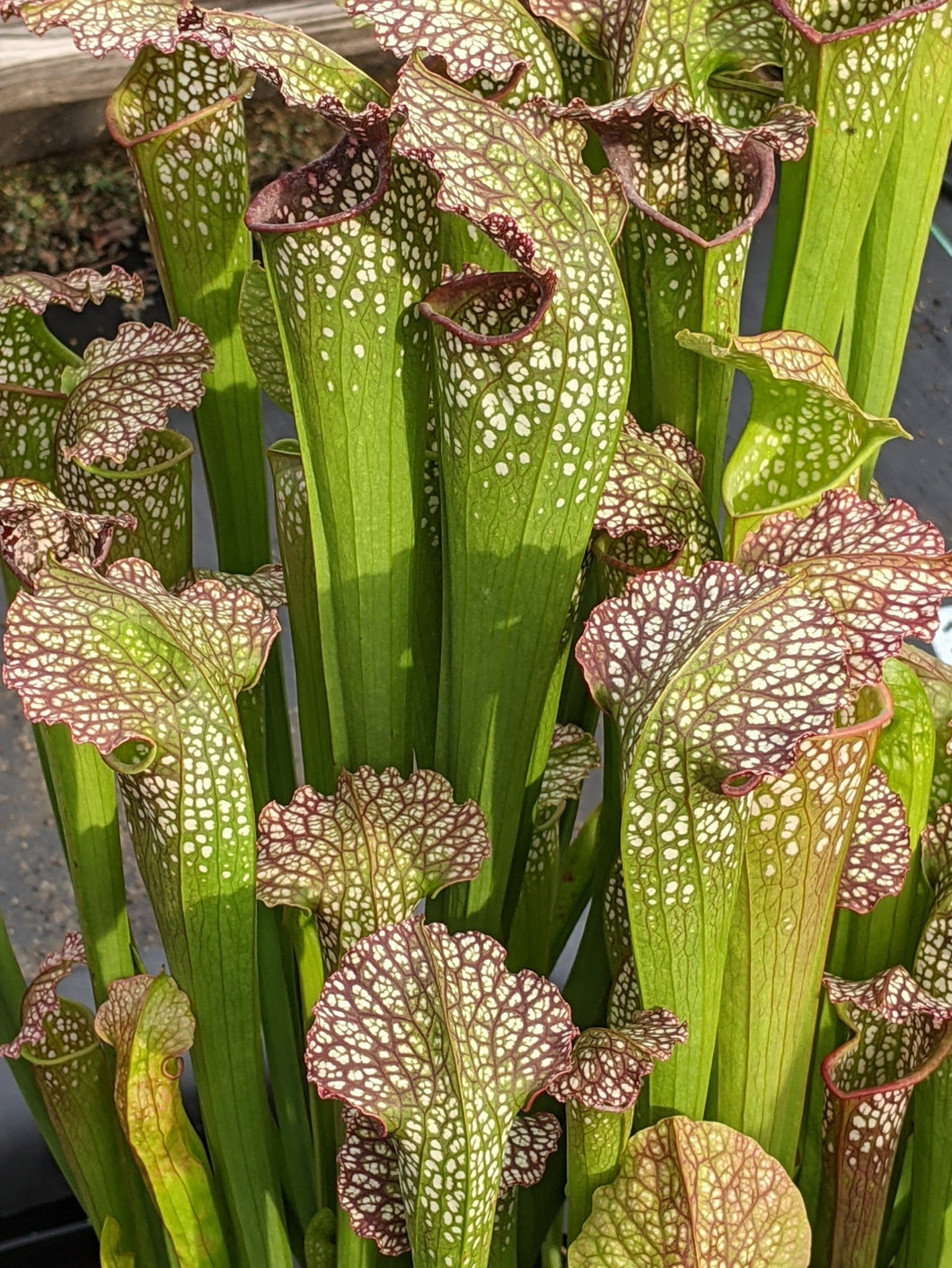 Sarracenia excellens Pitcher Plant