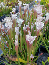 Load image into Gallery viewer, Sarracenia leucophylla &quot;Cronus&quot; White Top Pitcher Plant