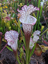 Load image into Gallery viewer, Sarracenia leucophylla &quot;bright red Covington Co. Alabama&quot;-Flytrap King