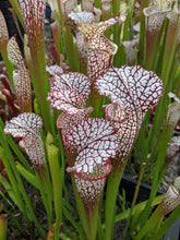 Load image into Gallery viewer, Sarracenia leucophylla &quot;red south Alabama&quot;-Flytrap King