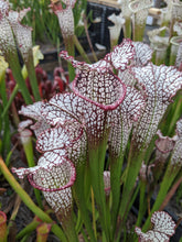Load image into Gallery viewer, Sarracenia leucophylla &quot;red south Alabama&quot;-Flytrap King