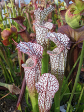 Load image into Gallery viewer, Leucophylla thl6-Flytrap King