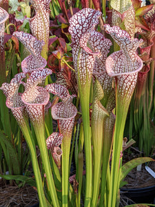 Sarracenia (Leah Wilkerson x areolata) x Leah Wilkerson pitcher plant