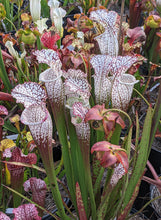 Load image into Gallery viewer, Seed mix #61 White Hybrids.  Approximately 175 seeds!