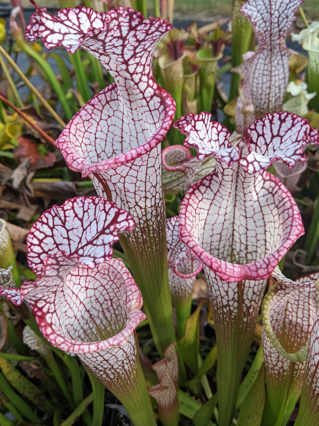 Sarracenia leucophylla 