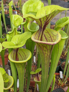 Sarracenia flava var. ornata pitcher plant