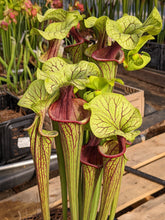 Load image into Gallery viewer, Sarracenia &quot;Vintner&#39;s Treasure x Oreophila white&quot; Pitcher Plant