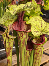 Load image into Gallery viewer, Sarracenia &quot;Vintner&#39;s Treasure x Oreophila white&quot; Pitcher Plant