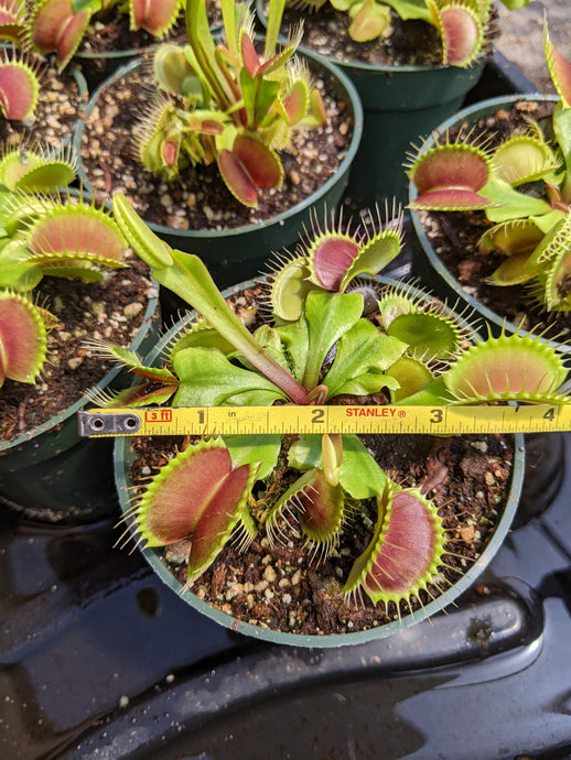 Wholesale Flexx Venus Flytraps - 20 count