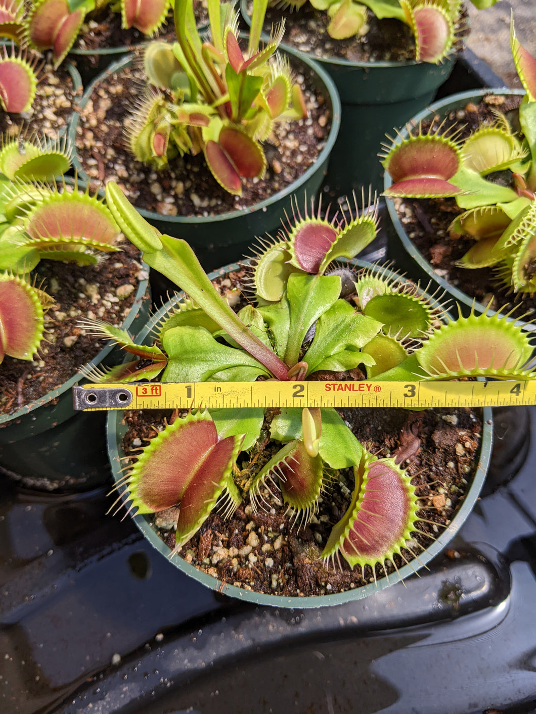 Wholesale Flexx Venus Flytraps - 20 count