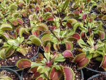 Load image into Gallery viewer, Wholesale Flexx Venus Flytraps - 20 count
