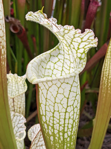 Sarracenia leucophylla 'Hurricane Creek White' "clone D" pitcher plant