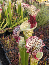 Load image into Gallery viewer, Sarracenia (‘Lunchbox’ x “Wilkerson’s White Knight”) x self Seeds
