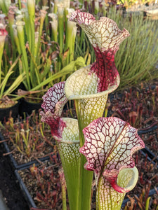 Sarracenia (‘Lunchbox’ x “Wilkerson’s White Knight”) x self Seeds