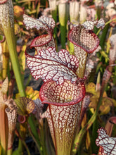 Load image into Gallery viewer, Sarracenia leucophylla &quot;purple lips&quot; x &#39;Royal Ruby&#39; pitcher plant