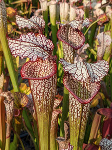 Sarracenia leucophylla "purple lips" x 'Royal Ruby' pitcher plant