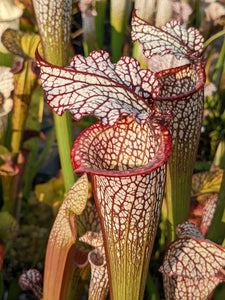 Sarracenia leucophylla "purple lips" x 'Royal Ruby' pitcher plant