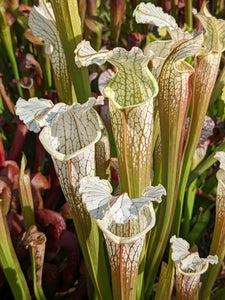 Sarracenia readii x 'Schnell's Ghost' pitcher plant