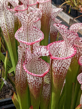 Load image into Gallery viewer, Sarracenia leucophylla &quot;purple lips&quot; pitcher plant