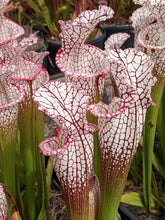 Load image into Gallery viewer, Sarracenia leucophylla &quot;purple lips&quot; pitcher plant