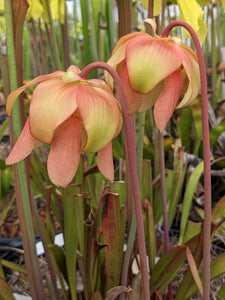 Sarracenia 'Isabelle' pitcher plant