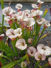 Load image into Gallery viewer, Sarracenia Adrian Slack pitcher plant-Flytrap King