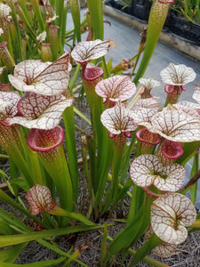 Sarracenia Adrian Slack pitcher plant-Flytrap King