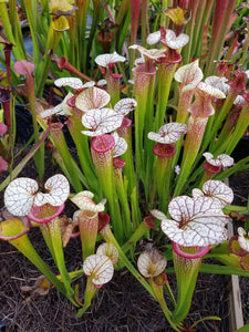 Sarracenia Adrian Slack pitcher plant-Flytrap King