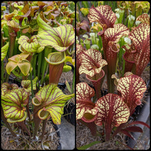 Load image into Gallery viewer, Sarracenia &quot;Alucard Oreo 5&quot; x (Blood Moon x Kilimanjaro) seeds-Flytrap King