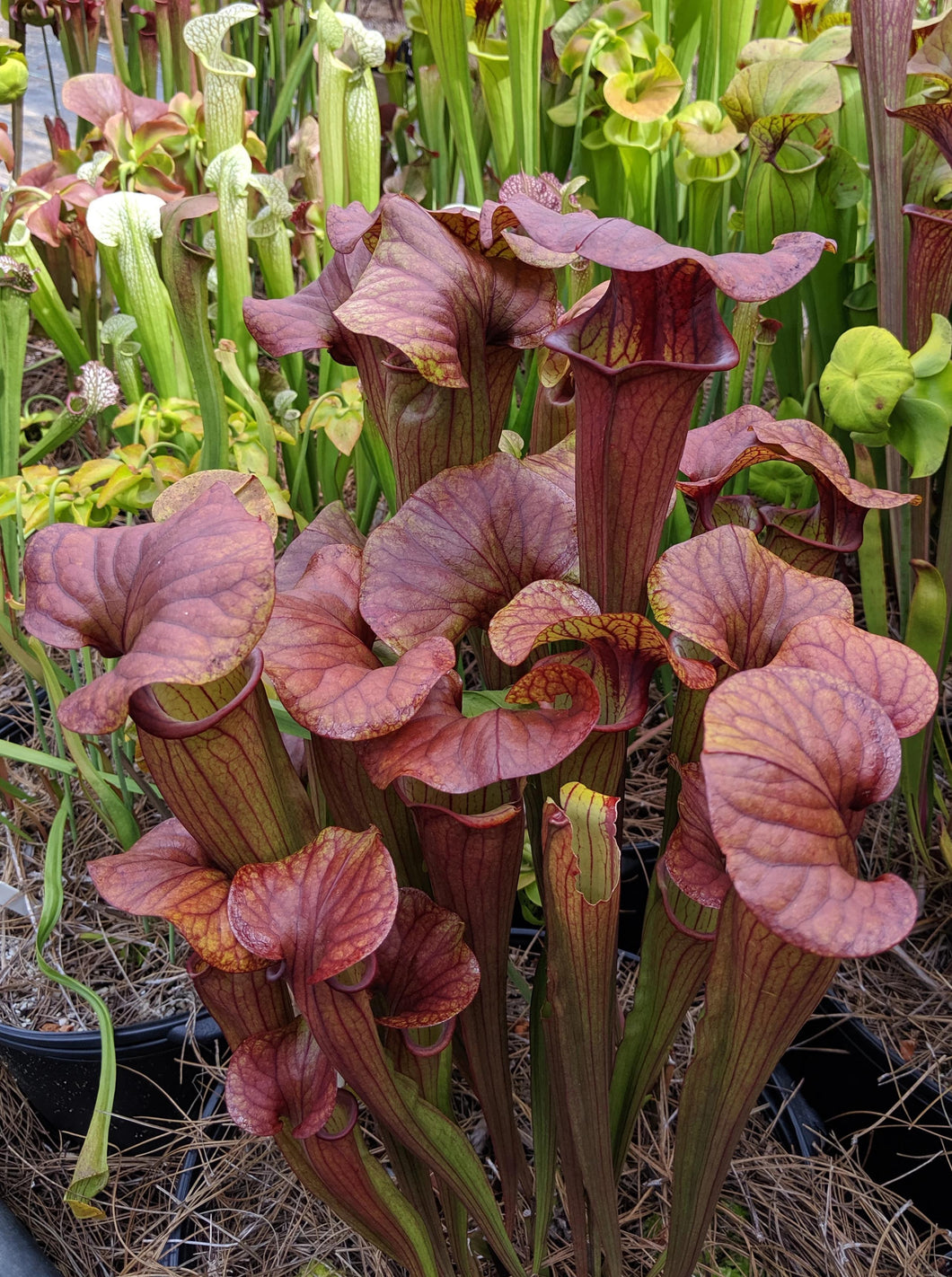 Sarracenia 'Ares' pitcher plant-Flytrap King