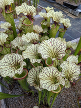Load image into Gallery viewer, Sarracenia Cronus x (alata &quot;black&quot; x flava &quot;red&quot;) Pitcher Plant-Flytrap King