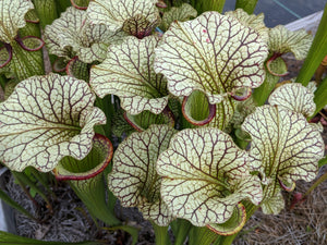 Sarracenia Cronus x (alata "black" x flava "red") Pitcher Plant-Flytrap King