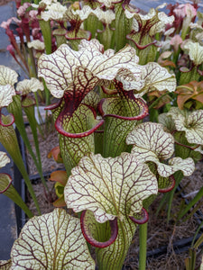 Sarracenia Cronus x (alata "black" x flava "red") Pitcher Plant-Flytrap King