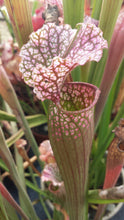Load image into Gallery viewer, Sarracenia &quot;Hawaiian Ice&quot; Pitcher Plant-Flytrap King