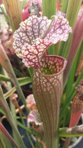 Sarracenia "Hawaiian Ice" Pitcher Plant-Flytrap King