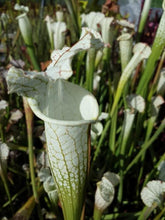 Load image into Gallery viewer, Sarracenia &quot;Hurricane Creek White&quot; White Top Pitcher Plant-Flytrap King