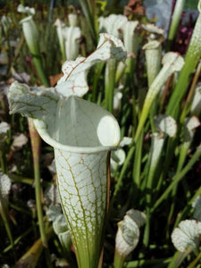 Sarracenia "Hurricane Creek White" White Top Pitcher Plant-Flytrap King