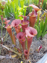 Load image into Gallery viewer, Sarracenia &#39;Isabelle&#39; pitcher plant-Flytrap King