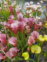 Load image into Gallery viewer, Sarracenia &quot;Johnny Wilkerson&quot; pitcher plant-Flytrap King