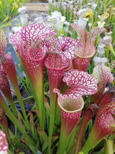 Load image into Gallery viewer, Sarracenia &quot;Johnny Wilkerson&quot; pitcher plant-Flytrap King
