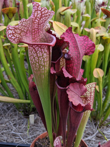 Sarracenia Juthatip Soper pitcher plant-Flytrap King