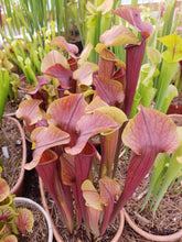 Load image into Gallery viewer, Sarracenia Kew Gardens Pitcher Plant-Flytrap King
