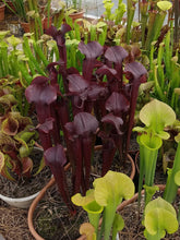 Load image into Gallery viewer, Sarracenia Kew Gardens Pitcher Plant-Flytrap King