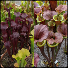 Load image into Gallery viewer, Sarracenia &quot;Kew Gardens&quot; x flava var atropurpurea Seeds-Flytrap King