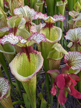 Load image into Gallery viewer, Seed mix #69 Family Planner.  Approximately 175 seeds!