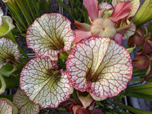 Load image into Gallery viewer, Sarracenia Leah Wilkerson Pitcher Plant-Flytrap King