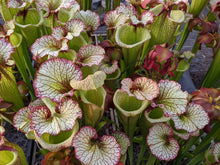 Load image into Gallery viewer, Sarracenia Leah Wilkerson Pitcher Plant-Flytrap King