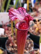 Load image into Gallery viewer, Sarracenia &#39;Leah Wilkerson&#39; x &#39;Royal Ruby&#39; Seeds👑-Flytrap King